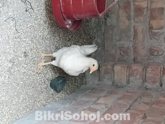 লেয়ার হাইব্রিড মুরগি